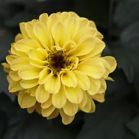 Dahlia Hybride Temptation