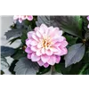 bellaflora Gartencenter GmbH