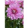 bellaflora Gartencenter GmbH