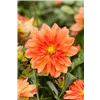 bellaflora Gartencenter GmbH