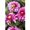 bellaflora Gartencenter GmbH