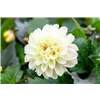 bellaflora Gartencenter GmbH