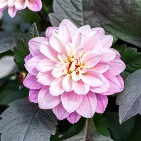 Dahlia Hybride Temptation