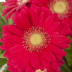 Gerbera Hybride, 12 cm Topf