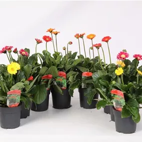 Gerbera Garvinea Cheeky