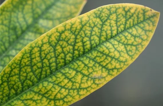 Eisenmangelchlorose bei Rhododendron