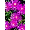 bellaflora Gartencenter GmbH