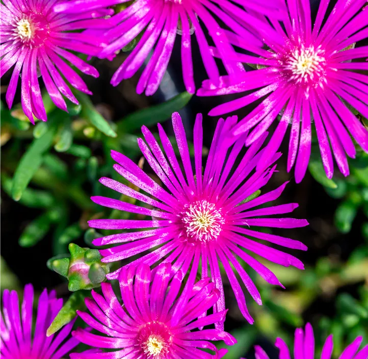 Coopers Mittagsblume 'Desert Dancers Purple'