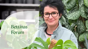 Bettinas Forum Ad.png