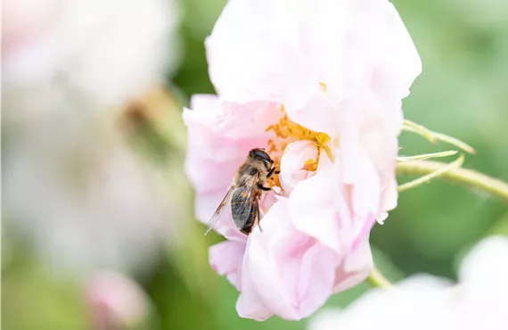 Biene in Rosenblüte