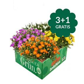 Delosperma