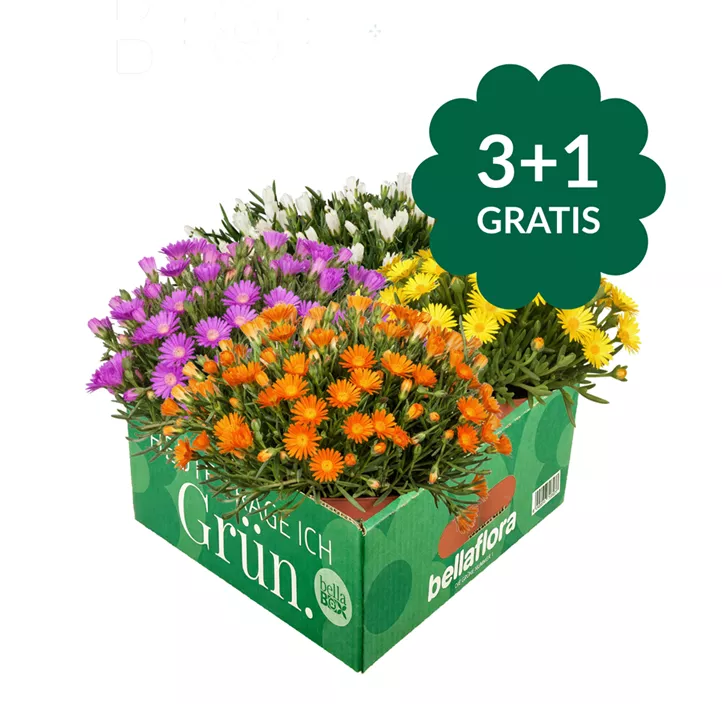 Mittagsblume