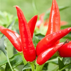 Capsicum annuum 'Pick-&-Joy® Mild Chili Pepper'