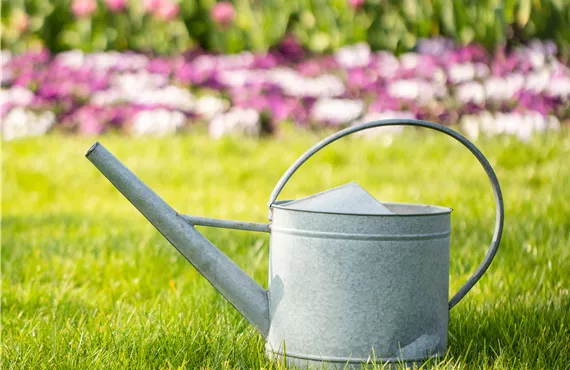 Gießkanne im Garten