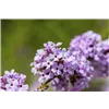 bellaflora Gartencenter GmbH