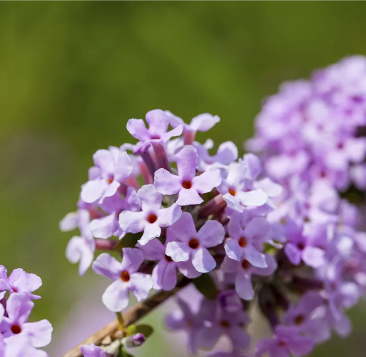 Buddleja