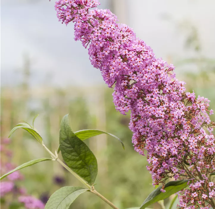 Buddleja