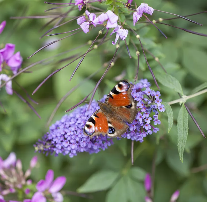 Buddleja