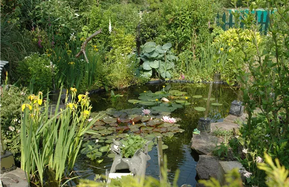 Teich mit Wasserpflanzen