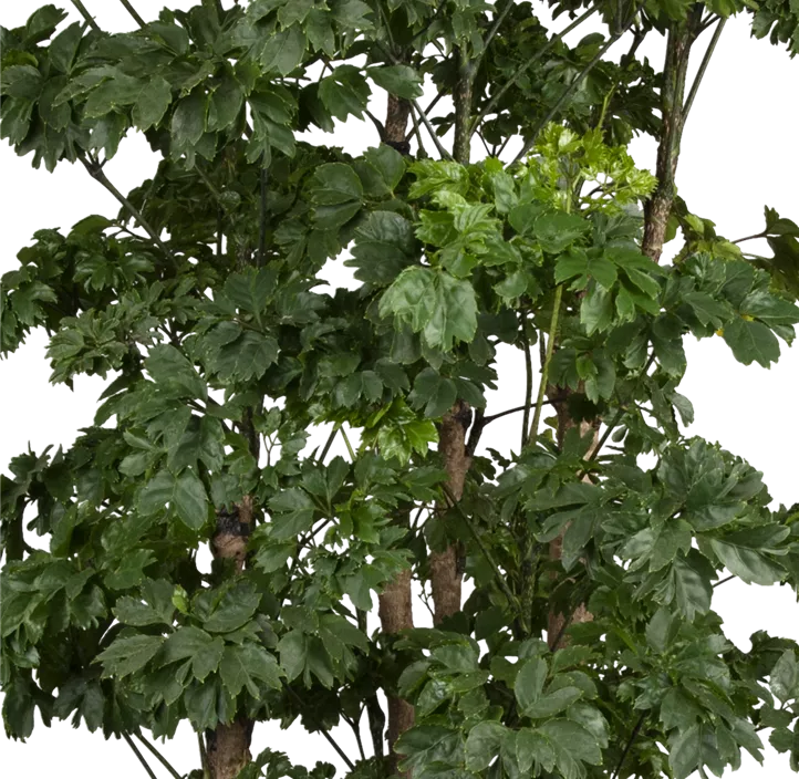 Fiederaralie