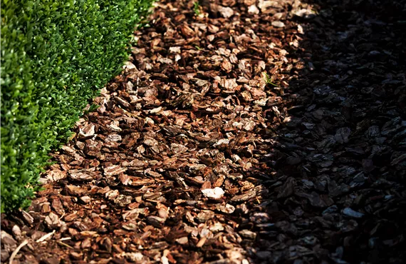 Mulch, Buchsbaumhecke