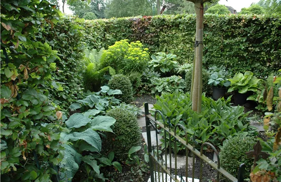 Schattengarten mit Hosta