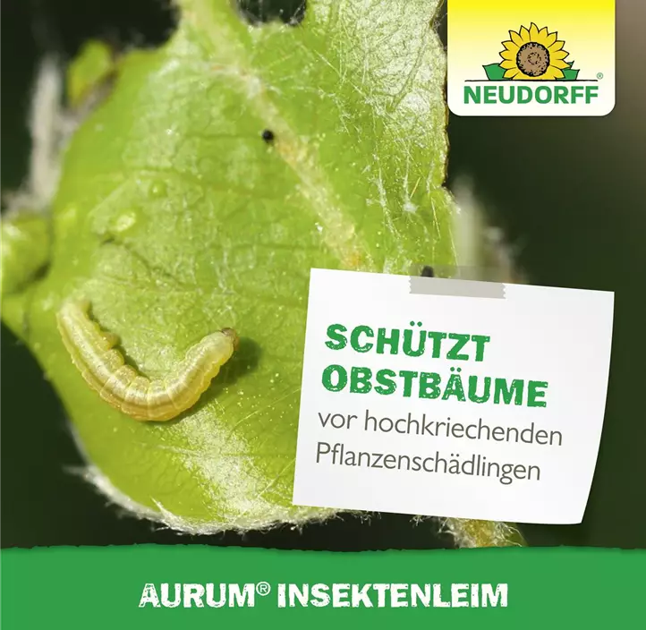 Aurum Insektenleim