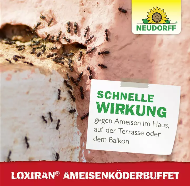 Loxiran Ameisenbuffet 2 Stk.