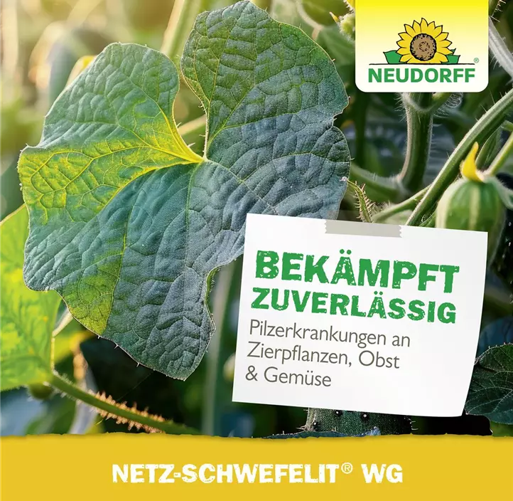 Netz-Schwefelit WG