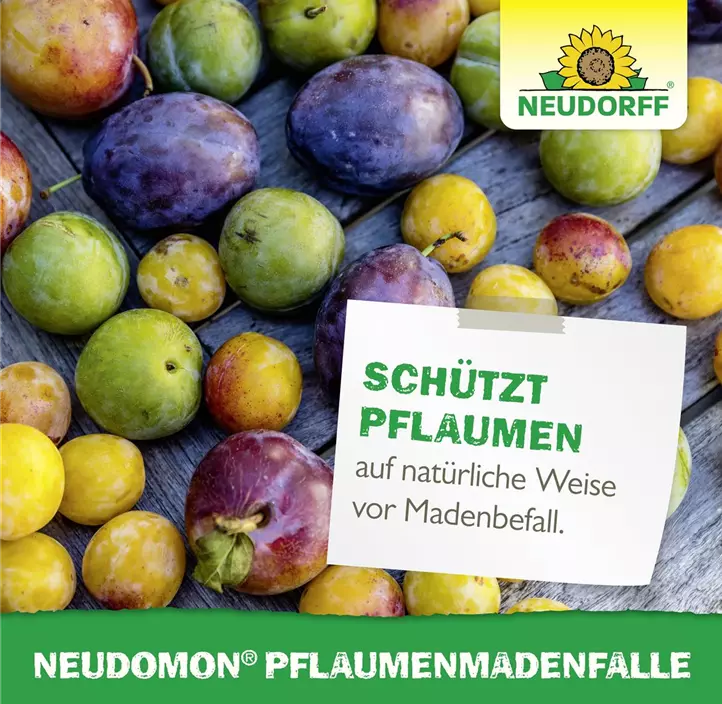 Neudomon Pflaumenmadenfalle