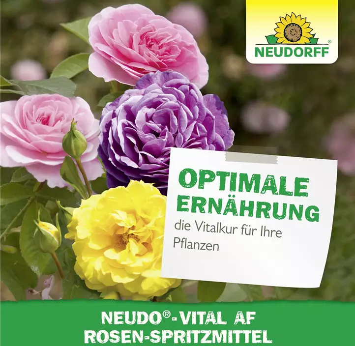 Neudo-Vital AF Rosen-Spritzmittel