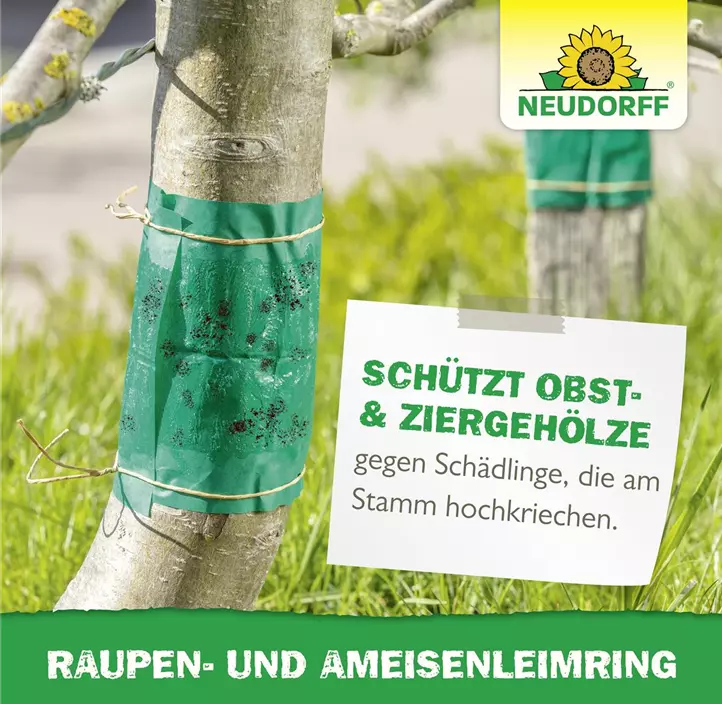 Raupen- und Ameisenleimring