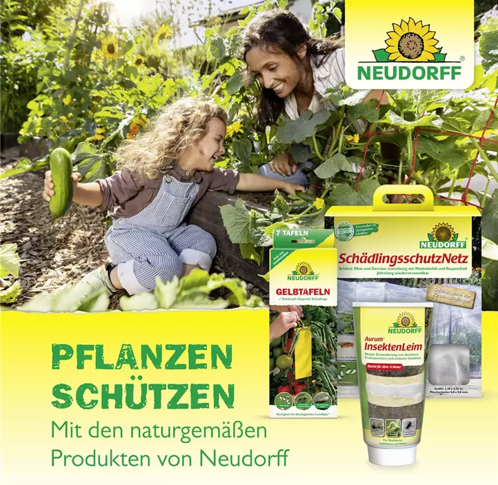Raupen- und Ameisenleimring