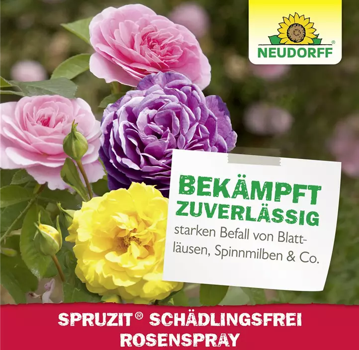 Spruzit Schädlingsfrei RosenSpray