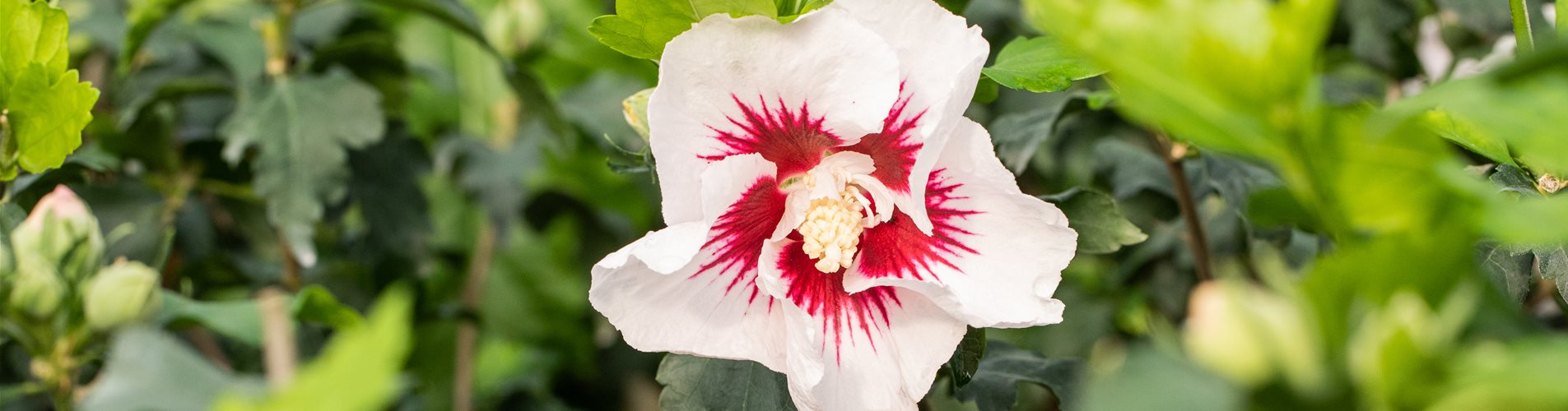 Hibiscus syriacus 'Helene'