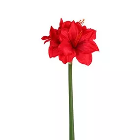 Amaryllis