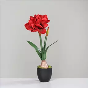 Amaryllis im Topf