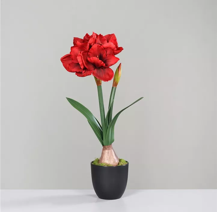 Amaryllis im Topf