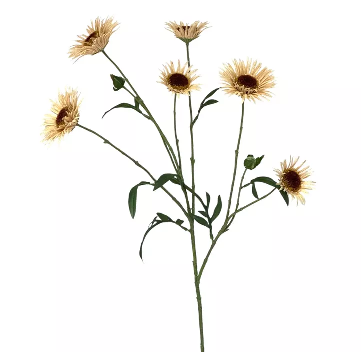 Aster