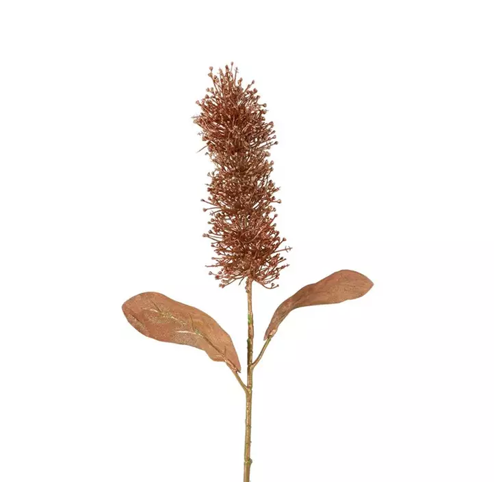 Buddleja