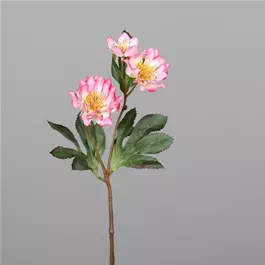 Christrose mit drei Blüten