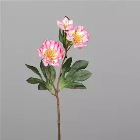 Christrose mit drei Blüten