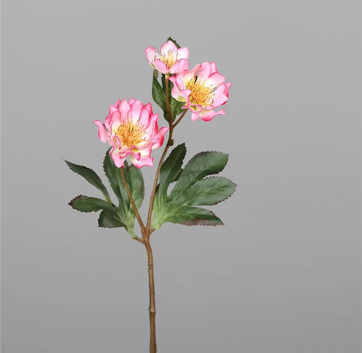 Christrose mit drei Blüten