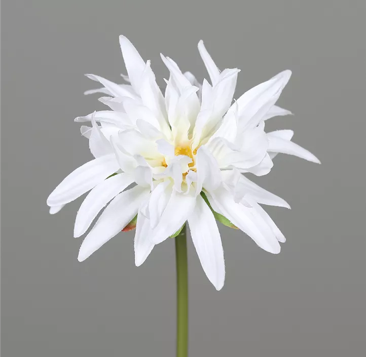 Chrysanthemen Pick