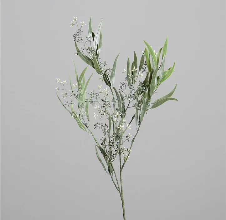 Eukalyptus Zweig