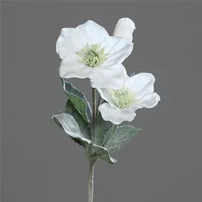 Helleborus Powder