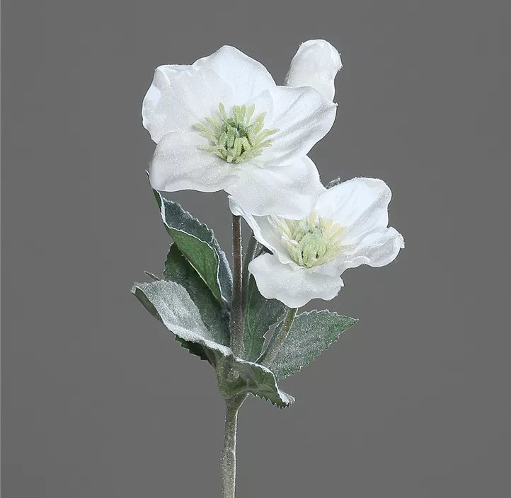 Helleborus Powder