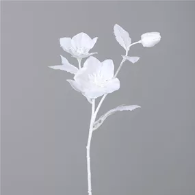 Helleborus Zweig mit 2 Blüten und einer Knospe