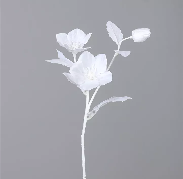 Helleborus Zweig mit 2 Blüten und einer Knospe