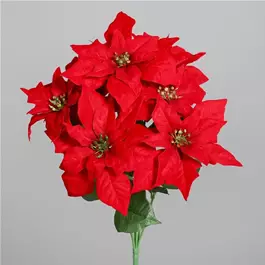Poinsettia Busch